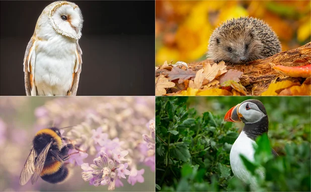 Clockwise from top left: barn owl, European hedgehog, Atlantic puffin and buff-tailed bumblebee