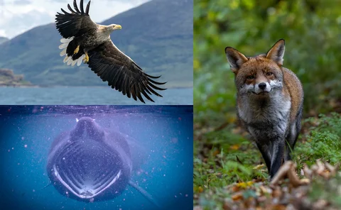 Clockwise from top left: a white-tailed eagle, a fox and a basking shark