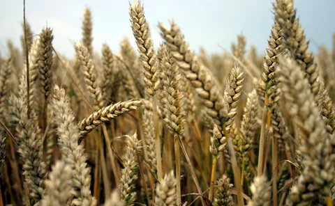 field-of-ripe-wheat-ears-closeup