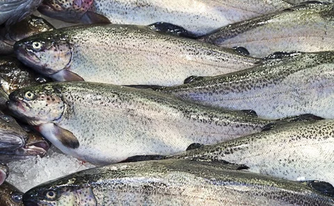 fish-trout-fishmonger