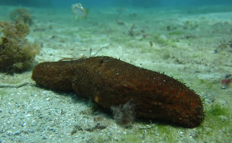 sea cucumber