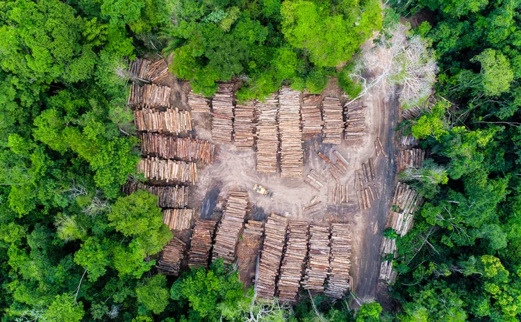 Brazil rainforest logging