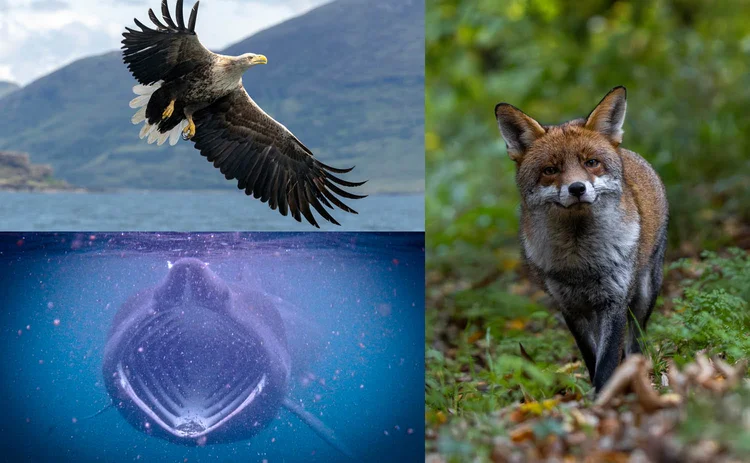 Clockwise from top left: a white-tailed eagle, a fox and a basking shark