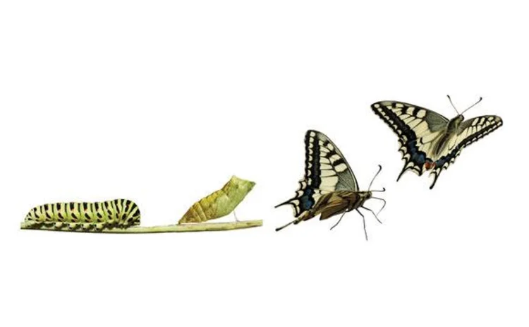caterpillar-to-butterfly-change-metamorphosis