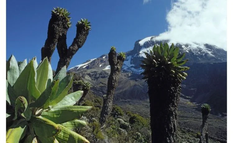 landscape-kilimanjaro-with-cacti-in-foreground