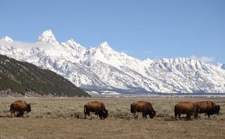 Jackson Hole