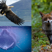 Clockwise from top left: a white-tailed eagle, a fox and a basking shark